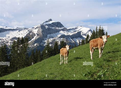 Early summer in the Swiss Alps Stock Photo - Alamy