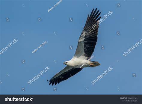 7,890 Black Bird White Belly Images, Stock Photos & Vectors | Shutterstock