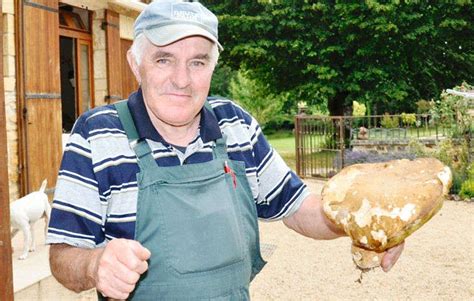 Revoilà les champignons