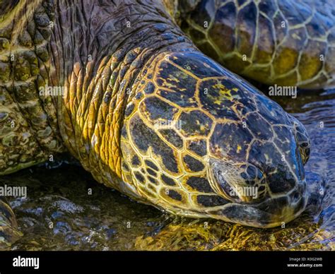 Green Sea Turtle On Maui Hawaii Stock Photo Alamy