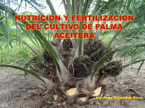 Nutricion Y Fertilizacion Del Cultivo De Palma Aceitera Ppt