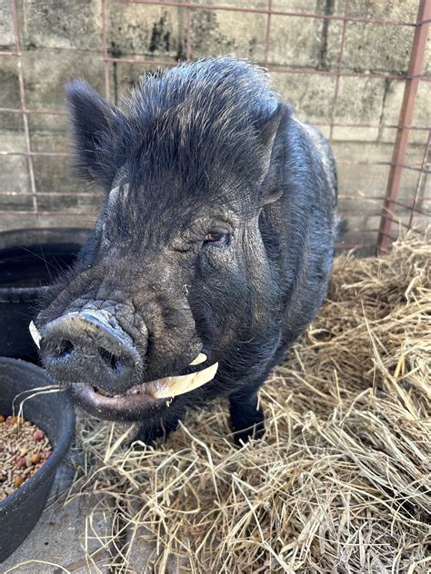 Pasco Sheriff's Office - Update: The pig has been claimed. Looking for