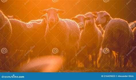 Sheeps In A Meadow On Green Grass At Sunset Portrait Of Sheep Flock