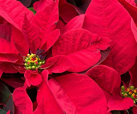 Poinsettias – Heritage Farm & Garden