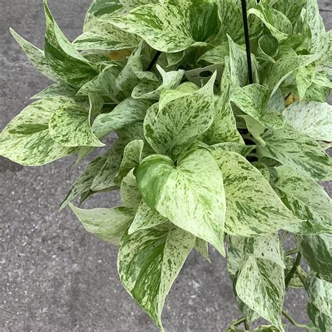 Easy Indoor Plants You (Hopefully) Won’t Kill — Sincerely, Adri