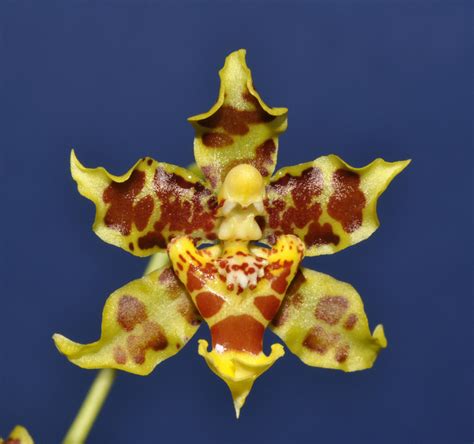 Oncidium — Ecuagenera Usa Corp