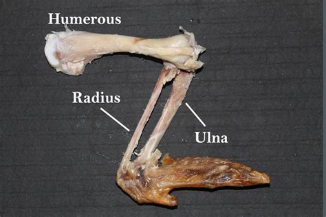 turkey leg bone anatomy  mary eklund blog