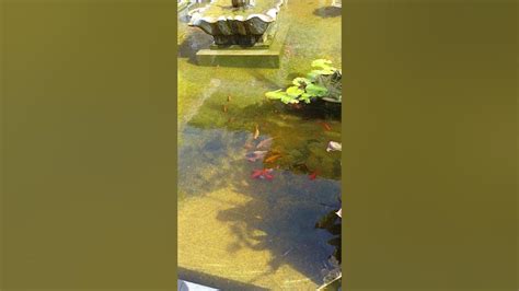 Koi Fish Youtube