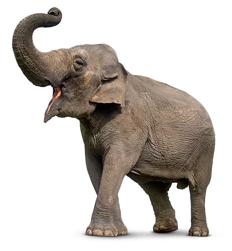 asian elephant asian elephant facts dk find