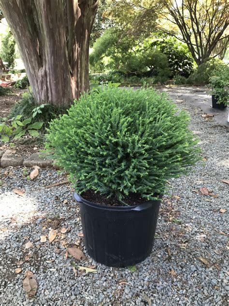 Arborvitae – Mr. Bowling Ball. - Latham's Nursery