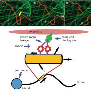 Dynein Structure. The cytoplasmic dynein heavy chain consists of a ...