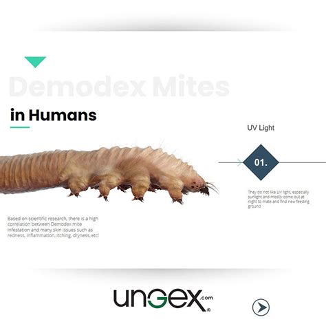 Demodex mites can be responsible for numerous types of skin complications, such as #acne, # ...