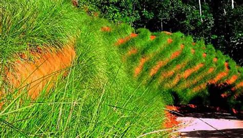 Vetiver Grass For Erosion Control And Silt Control On Minesites Vetiver