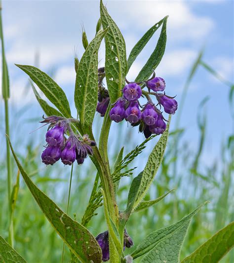 4 Benefits Of Comfrey How It Works And Possible Side Effects