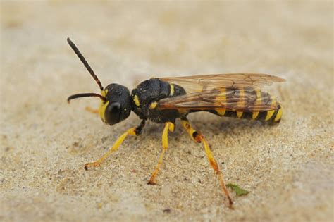 150+ Digger Wasp Stock Photos, Pictures & Royalty-Free Images - iStock