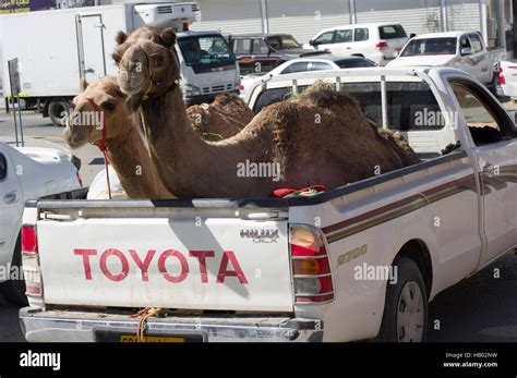 A Male And Female Camel In A Toyota Flatbed With Bridles In A Parking