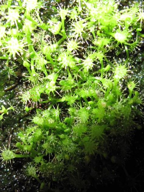 Drosera Seedlings Updated