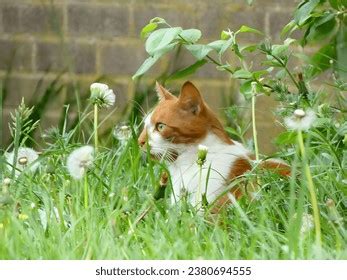 5 Oh Lovely Pussy Royalty Free Images Stock Photos Pictures Shutterstock