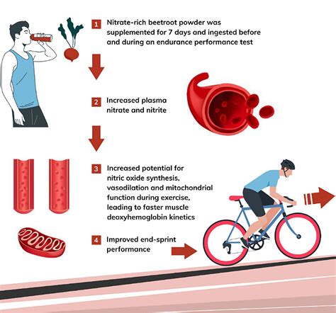 Dietary nitrates enhance physical performance. Know its mechanism of ...