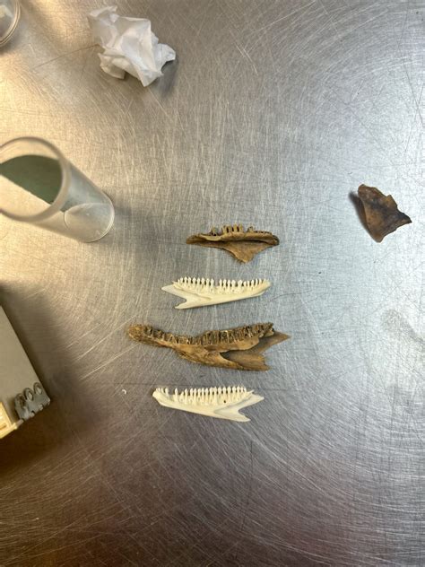 Expert Analysis: The Jamestown Jail Roster's Hidden Patterns Image 12