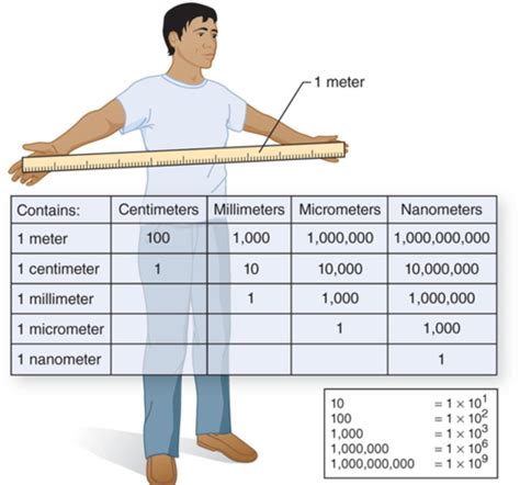 Exam Metric System And Microscopy Flashcards Quizlet