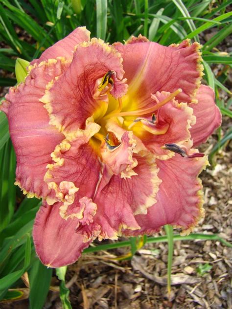 OAK HILL DAYLILIES - VENETIAN FRINGE