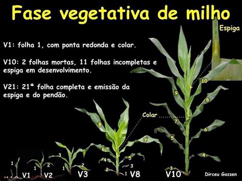 Ferramentas Para Uma Tima Produ O De Milho Para Silagem