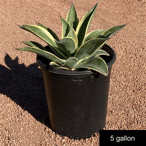 Agave Desmetiana ‘variegata Hybrid Phoenix Desert Nursery
