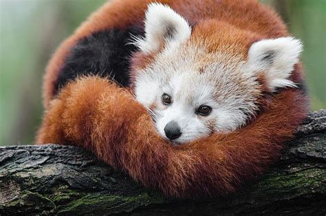 Panda roux 5 choses à savoir sur cet animal vraiment trop mignon