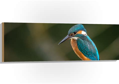 WallClassics Hout Ijsvogel Op Een Tak 120x40 Cm 12 Mm Dik