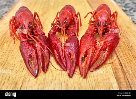 Red Crayfish Hi Res Stock Photography And Images Alamy