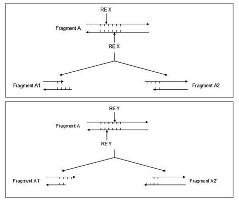 Solved Restriction endonucleases type II (or restriction | Chegg.com 