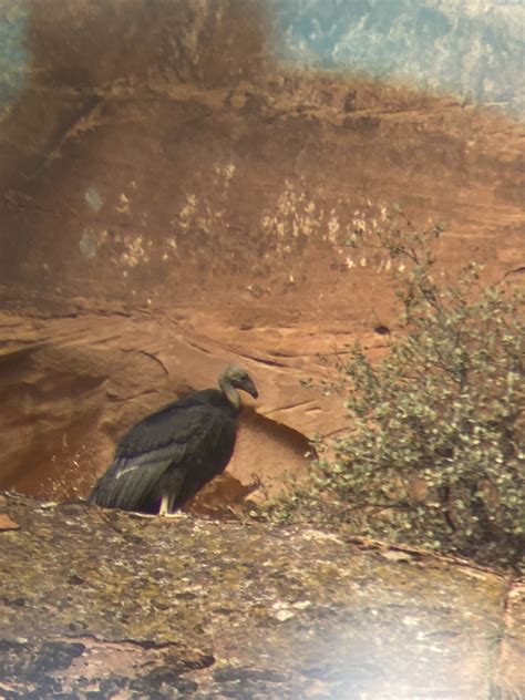 California Condor Nestling 1111 Fledges At Zion National Park Zion