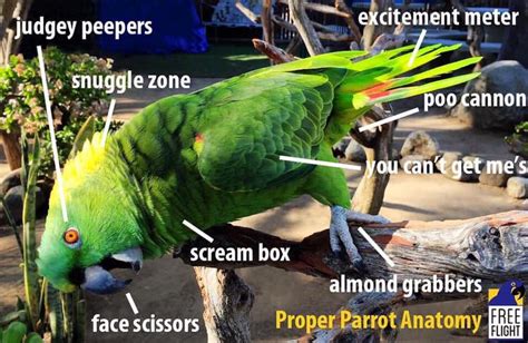 Happy Saturday Parrot Anatomy Palm Beach Parrot And Bird Rescue