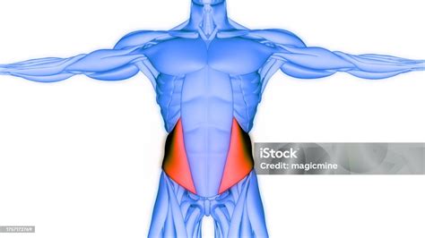 human muscular system torso muscles internal oblique muscles anatomy