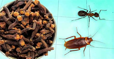 Los clavos son efectivos contra todos los insectos Aquí se explica