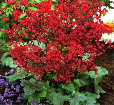 Купить семена Гейхера Heuchera Robusta в Москве: доставка семян по ...