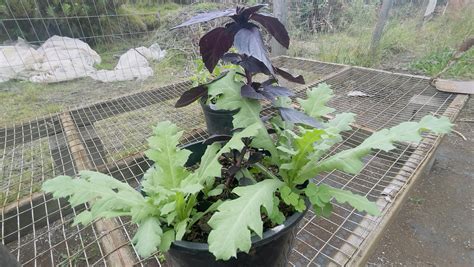 They’re playing well together! : r/opiumgardening