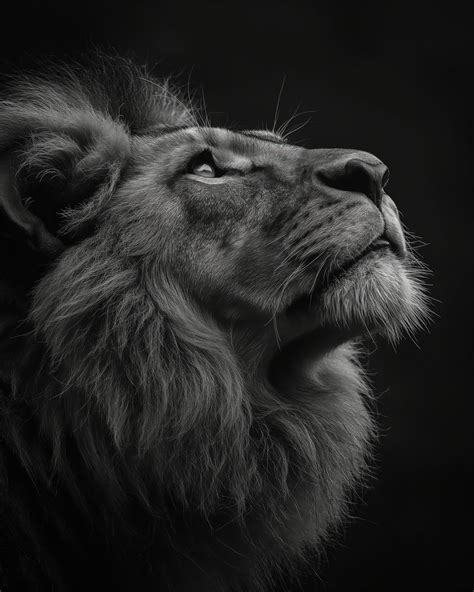 Download Lion Looking Up Head Royalty Free Stock Illustration Image