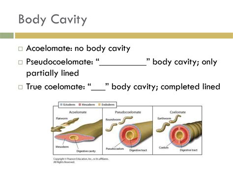 Invertebrates Ch Preview Ppt Download