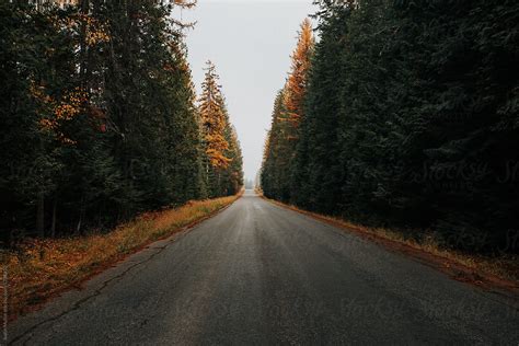 Straight And Narrow Road Through A Forest By Stocksy Contributor