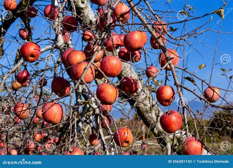 Delicious Fuji Apples From Japanese Orchards That Are About To Be