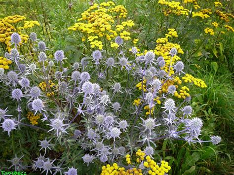 Пижма на клумбе (35 фото) » НА ДАЧЕ ФОТО