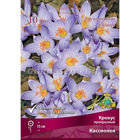 Крокус прекрасный Кассиопея (10 шт.) из каталога Крокусы – купить с ...