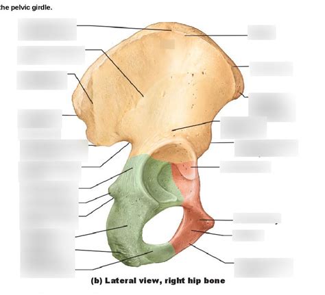 Lateral Hip Bone Diagram Quizlet