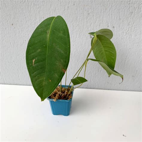 Anthurium peltigerum aff „chocolate“ - small | Anthurium | Plants | We