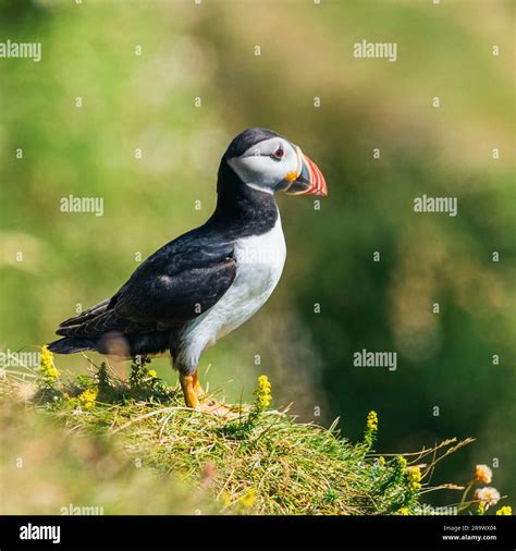 Atlantic Puffin Fratercula Arctica In Habitat Stock Photo Alamy