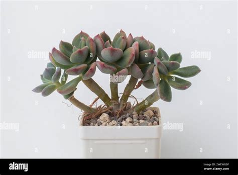 Succulent Echeveria Pilosa X Lauii Houseplant In Pot On White