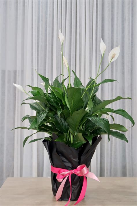 Peace Lily Plant | Elegant Indoor Plant | Ruby Oak Floristry