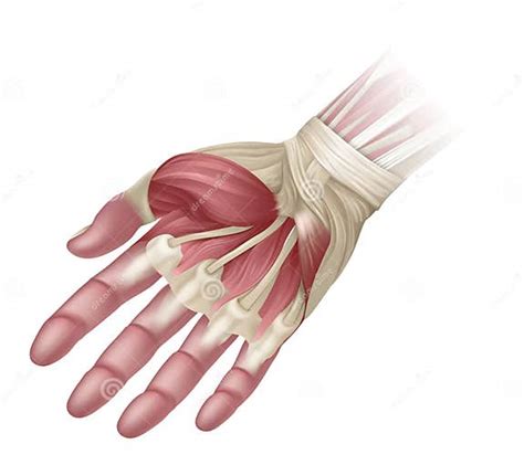 Hand Muscles Anatomy Medical Illustration Stock Vector - Illustration ...